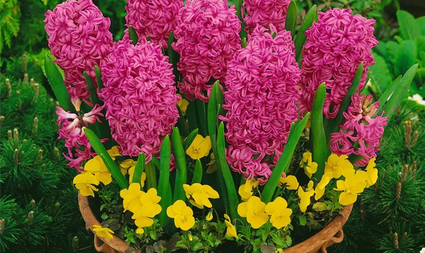 Hyacinthus orientalis 'Amethyst'