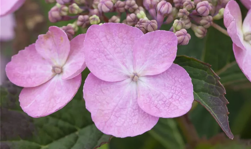 Kleinwüchsige Gartenhortensie 'Koreana'