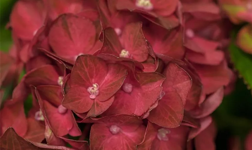 Hydrangea macrophylla 'Magical Ruby Tuesday'®