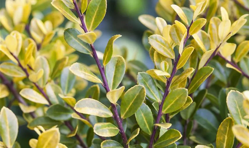 Ilex crenata 'Gold Tip'