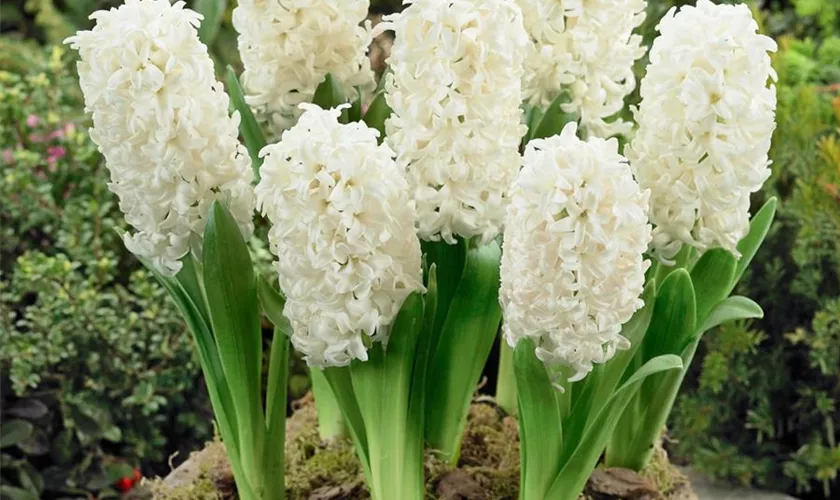 Hyacinthus orientalis 'Antarctica'