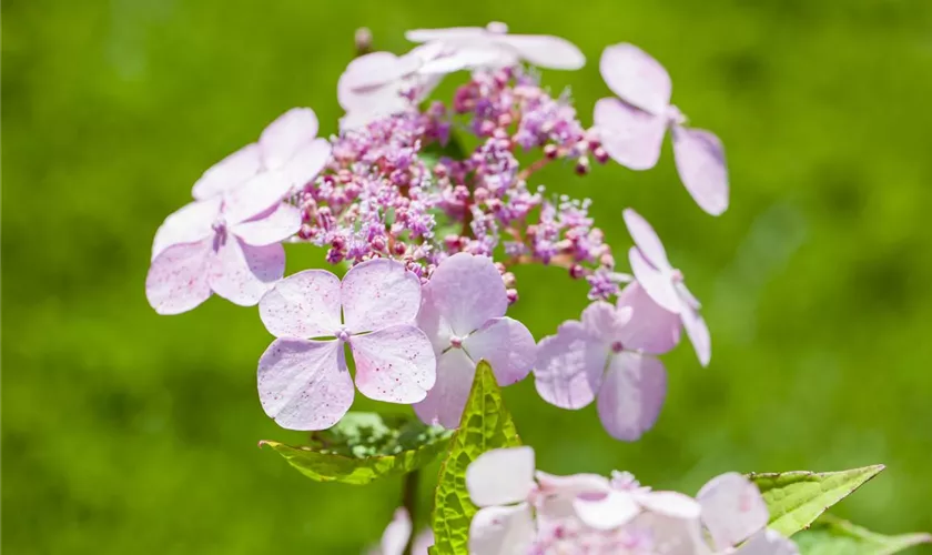 Kleinwüchsige Gartenhortensie 'Oamacha'