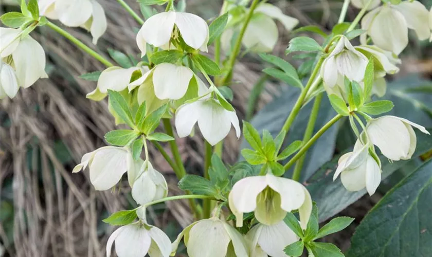 Orientalische Nieswurz 'Betty Ranicar'