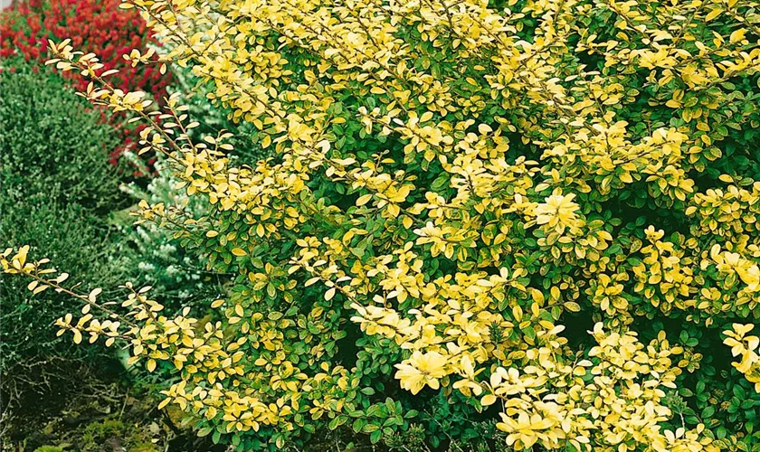 Ilex crenata 'Golden Glory'