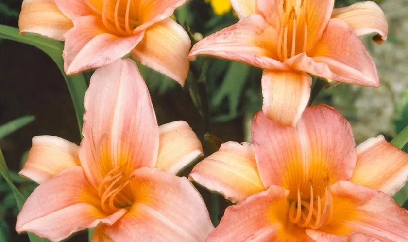 Hemerocallis 'Lady Inara'