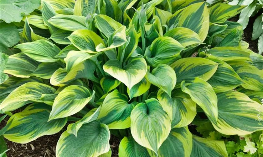 Hosta 'Honshy'