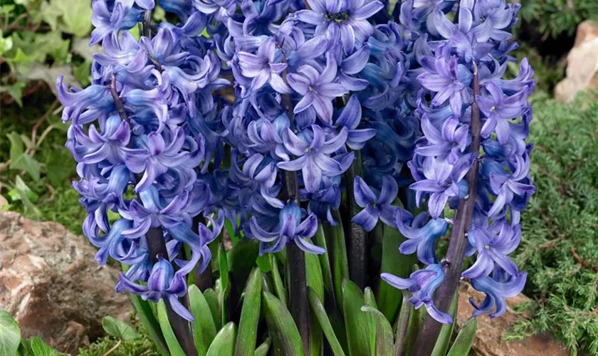 Hyacinthus orientalis 'Blue Festival'