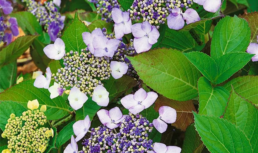 Hydrangea macrophylla 'Mariesii Perfecta'