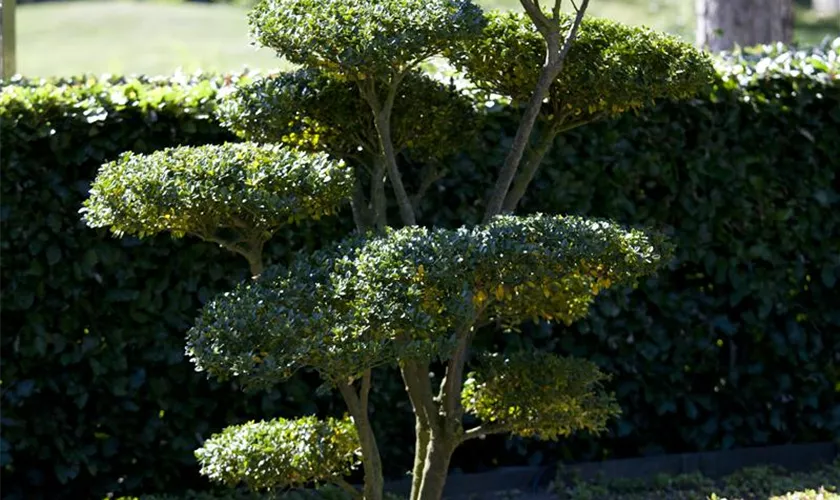 Kleinlaubige Japan-Hülse 'Green Hedge'