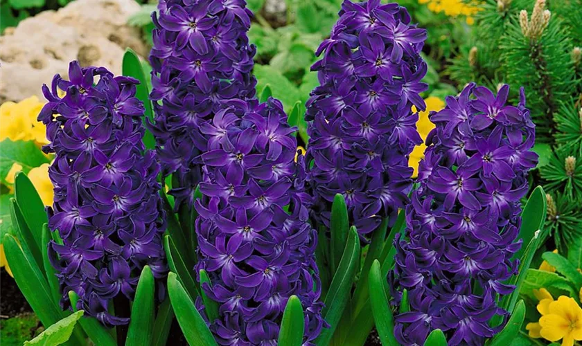 Hyacinthus orientalis 'Blue Magic'