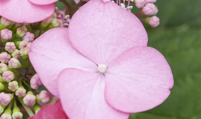 Kleinwüchsige Gartenhortensie 'Santiago'