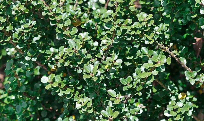 Ilex crenata 'Helleri'