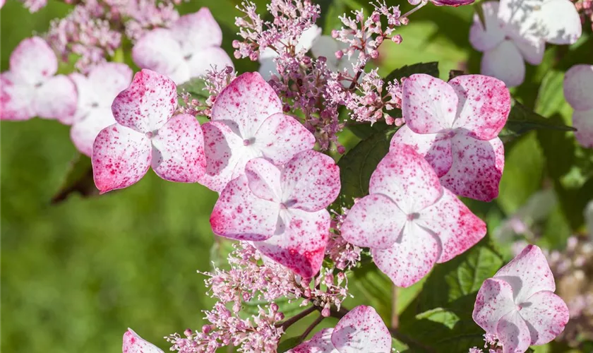 Gartenhortensie 'Spreading Beauty'