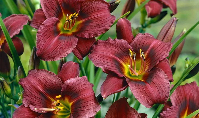 Hemerocallis 'Little Grapette'