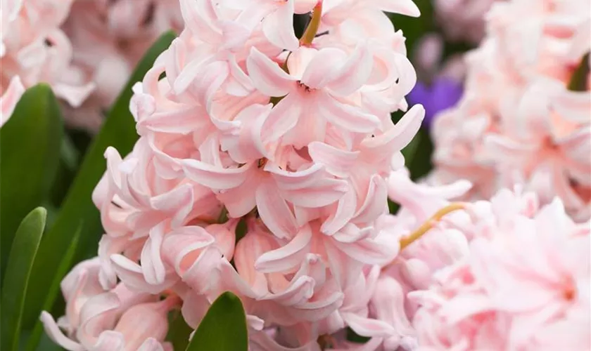 Hyacinthus orientalis 'China Pink'