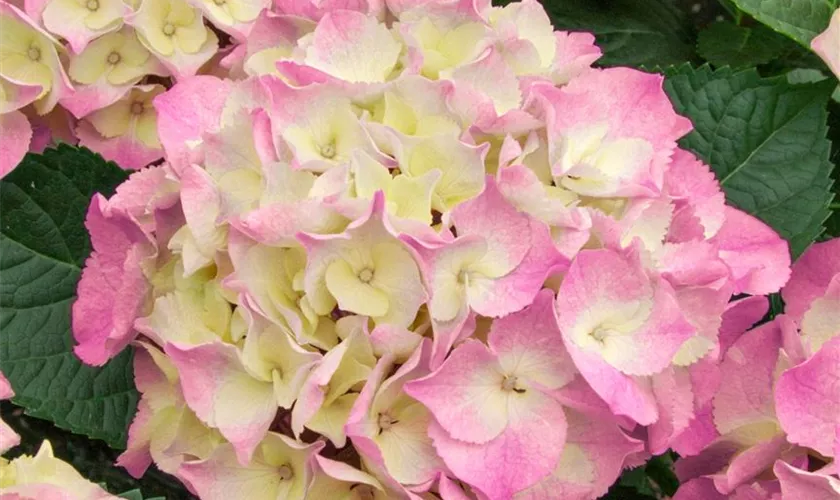 Hydrangea macrophylla 'Mrs. Kumiko'