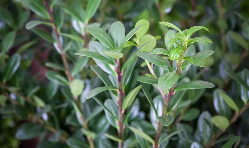 Ilex crenata 'Latifolia'