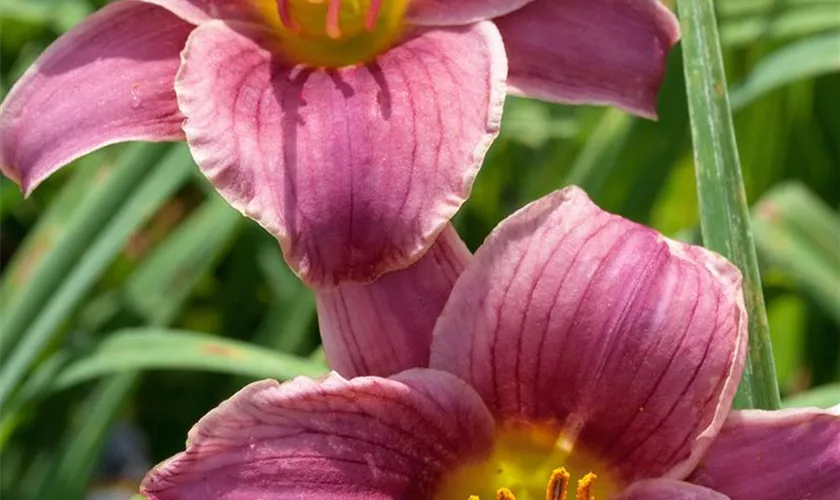 Hemerocallis 'Little Missy'