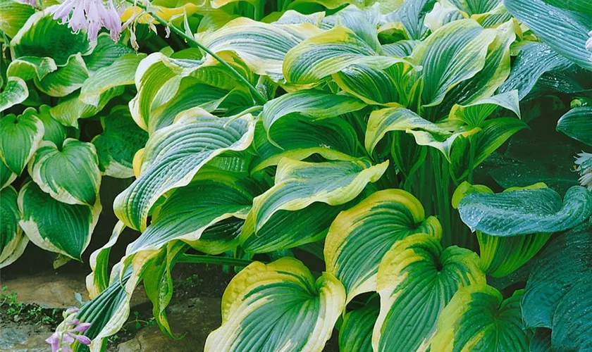 Hosta montana