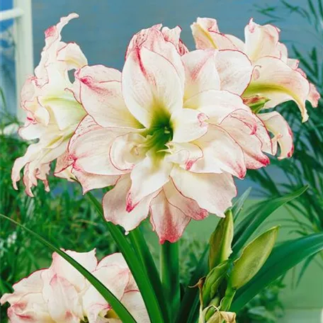 Hippeastrum 'Aphrodite'