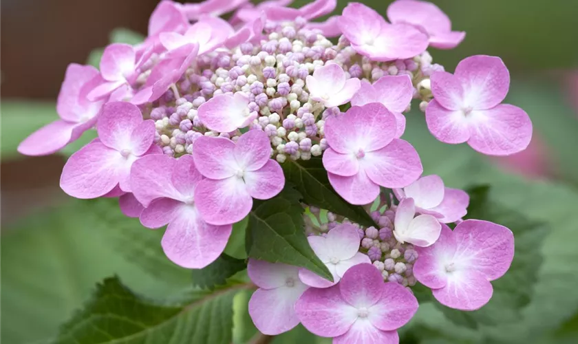 Hydrangea 'Twist-n-Shout'®