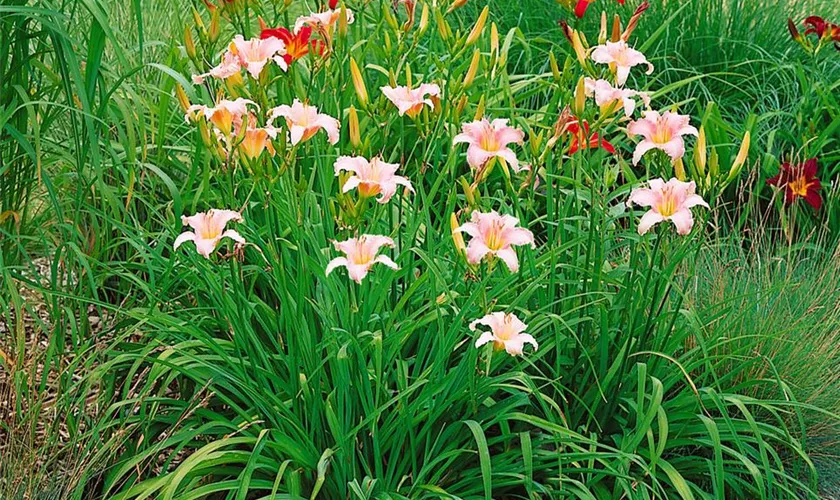 Hemerocallis 'Luxury Lace'