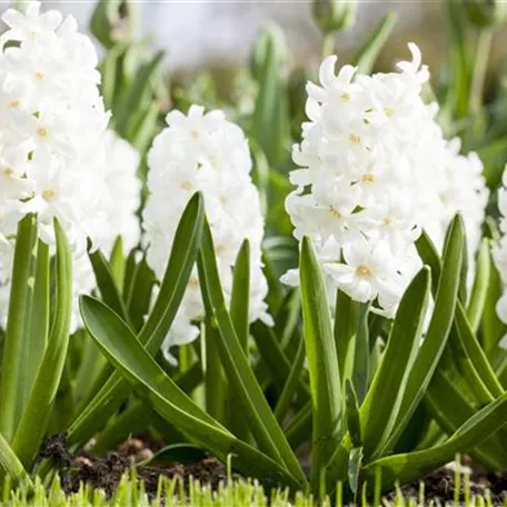 Hyacinthus orientalis 'Fairly'