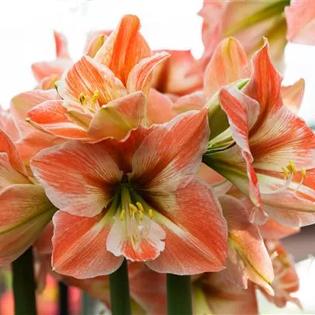 Hippeastrum 'Apricot Parfait'