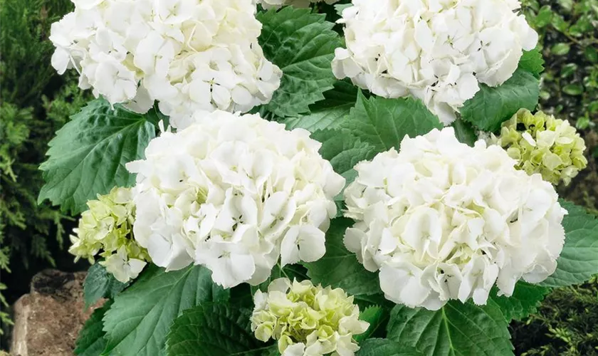 Hydrangea macrophylla 'Nymphe'