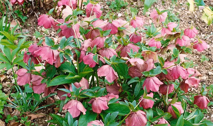 Orientalische Nieswurz 'Madame Lemonnier'