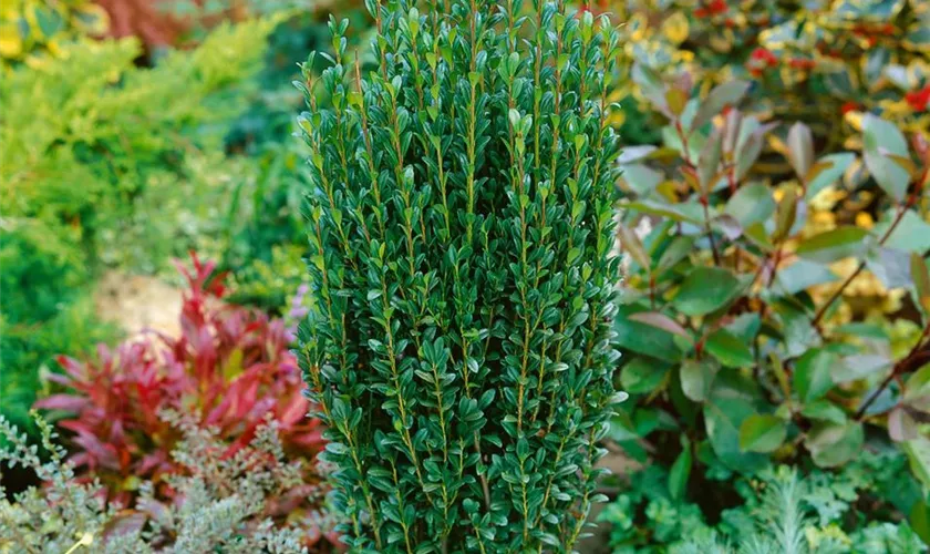 Ilex crenata 'Sky Pencil'