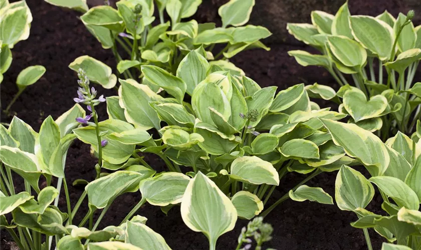 Hosta nakaiana 'Golden Tiara'