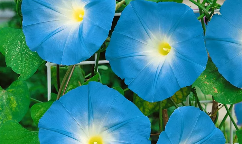 Ipomoea tricolor 'Heavenly Blue'