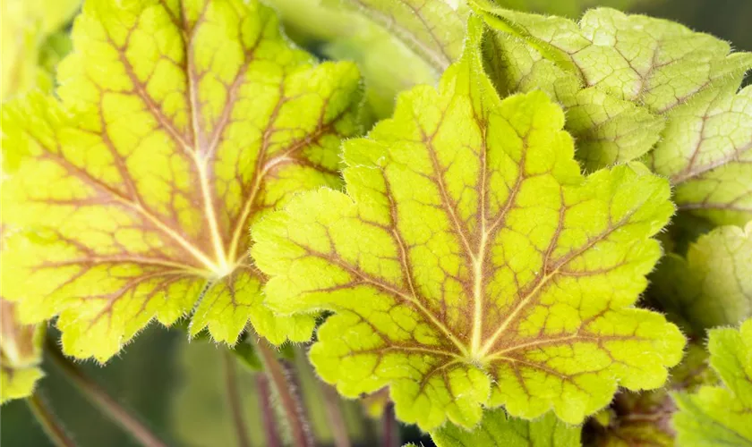 Heuchera villosa 'Electra'®