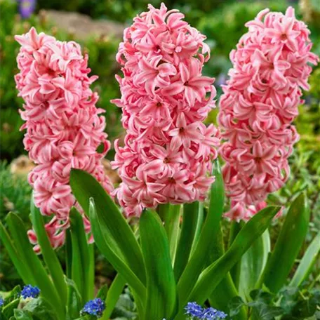 Hyacinthus orientalis 'Fondant'