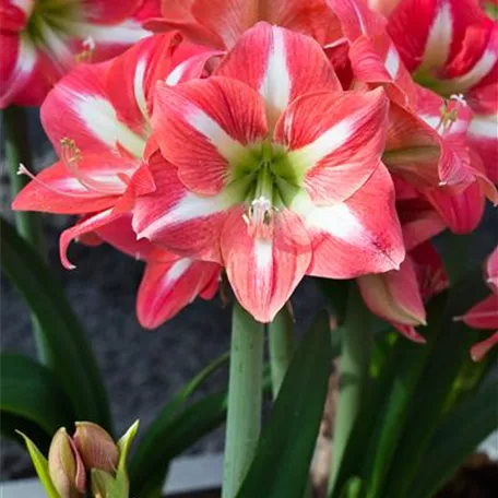 Hippeastrum 'Avanti'