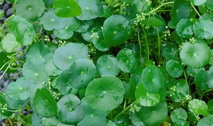 Hydrocotyle asiatica