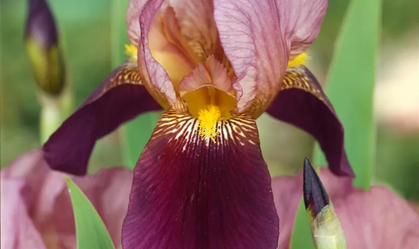 Hohe Garten-Schwertlilie 'Indian Chief'