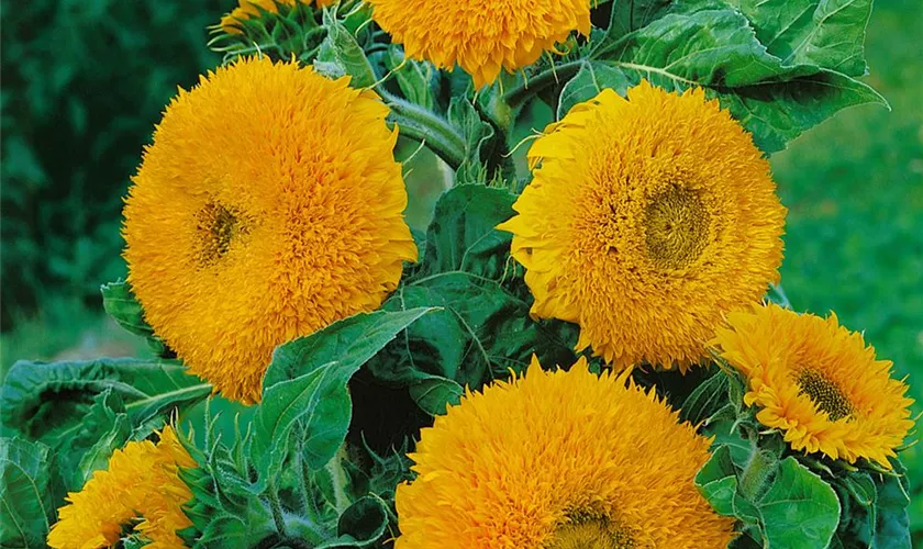 Sonnenblume 'Sonnengold'