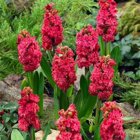 Hyacinthus orientalis 'Hollyhock'