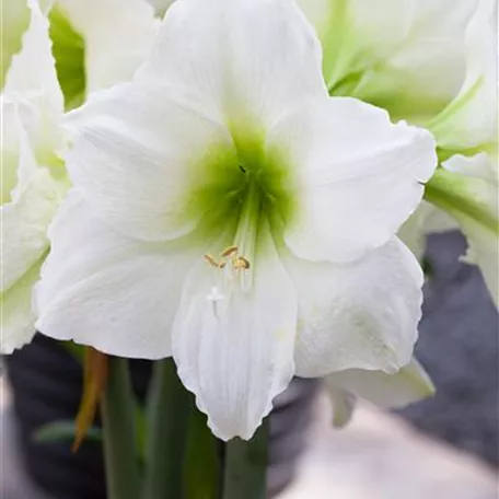 Hippeastrum 'Belladonna'®