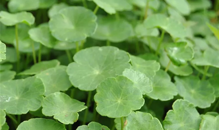 Hydrocotyle asiatica 'Lucky Leaves'