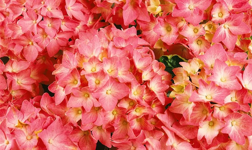 Hydrangea macrophylla 'Pia'