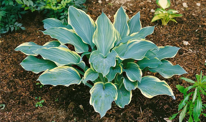 Hosta nigrescens 'Regal Splendor'