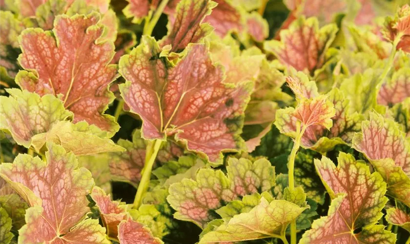 Heuchera villosa 'Tiramisu'®