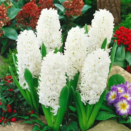 Hyacinthus orientalis 'Madame Sophie'