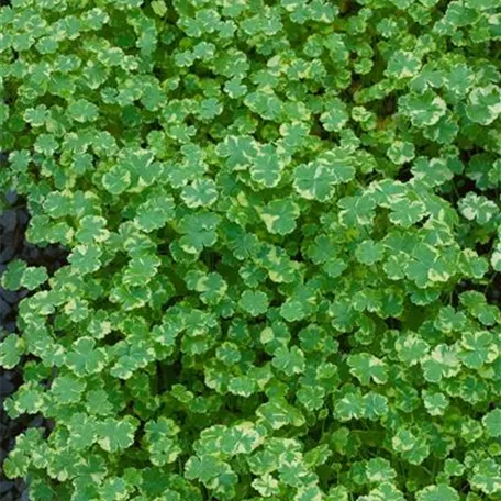 Hydrocotyle sibthorpioides