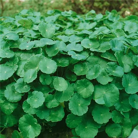 Hydrocotyle vulgaris 'Nova Zealandiae'