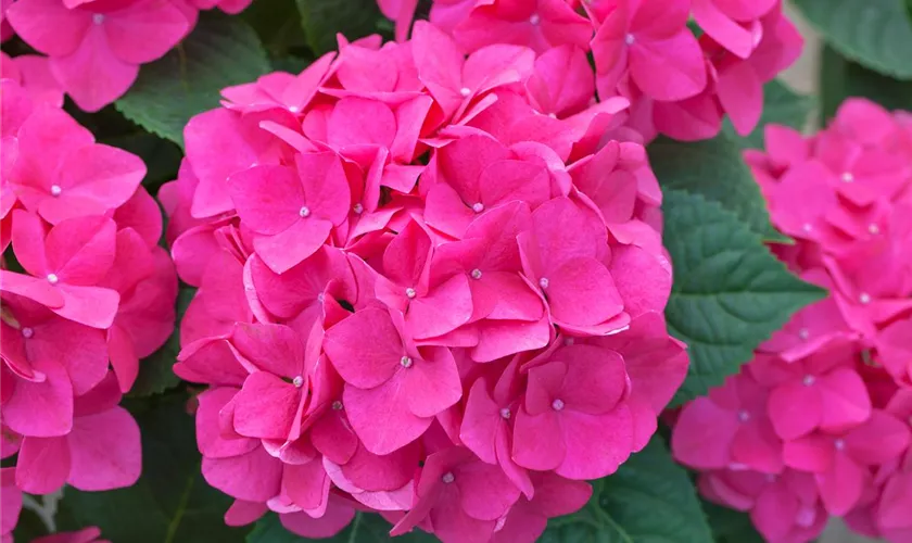 Hydrangea macrophylla 'Pink Pop'®