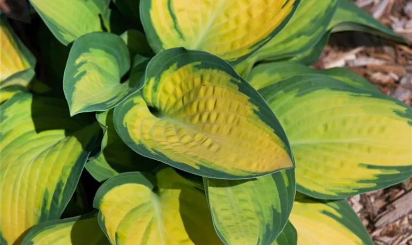 Hosta 'Orange Marmalade'